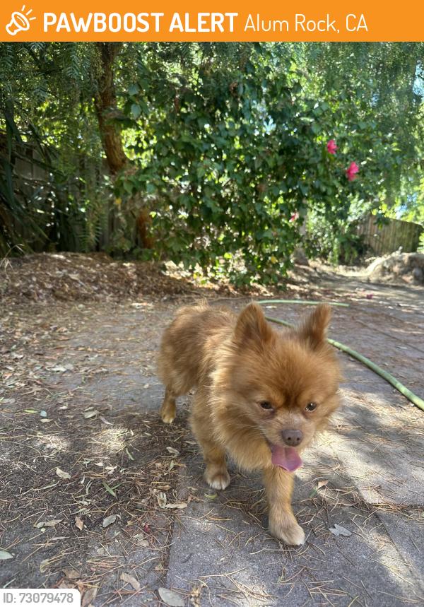 Found/Stray Male Dog last seen Lucky’s supermarket on McKee, Near McKee Liquor store, Near McKee and Staples, Alum Rock, CA 95127