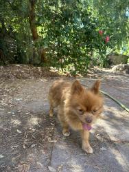 Found/Stray Male Dog last seen Lucky’s supermarket on McKee, Near McKee Liquor store, Near McKee and Staples, Alum Rock, CA 95127