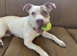 Reunited Female Dog last seen Lawrence Red Line Stop, Chicago, IL 60640