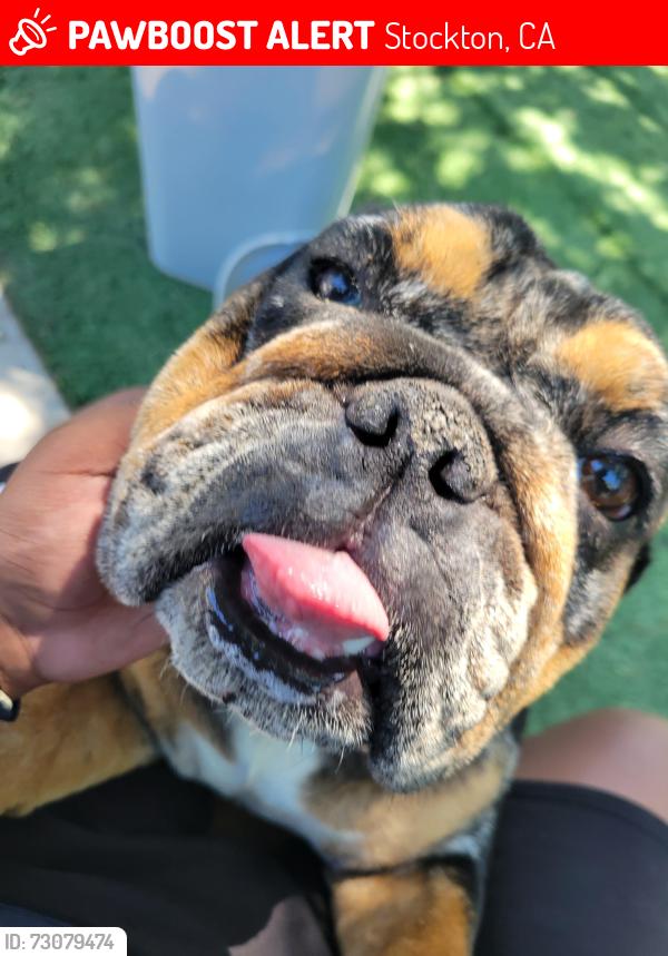 Lost Female Dog last seen Near Sunnyside Avenue, Stockton, CA 95205