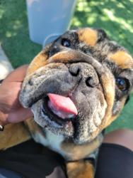 Lost Female Dog last seen Near Sunnyside Avenue, Stockton, CA 95205