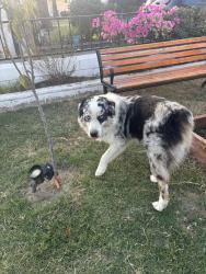 Reunited Male Dog last seen Amistad and Harrell, Pico Rivera, CA 90660