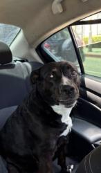 Lost Female Dog last seen 1st and Boyle, Los Angeles, CA 90033