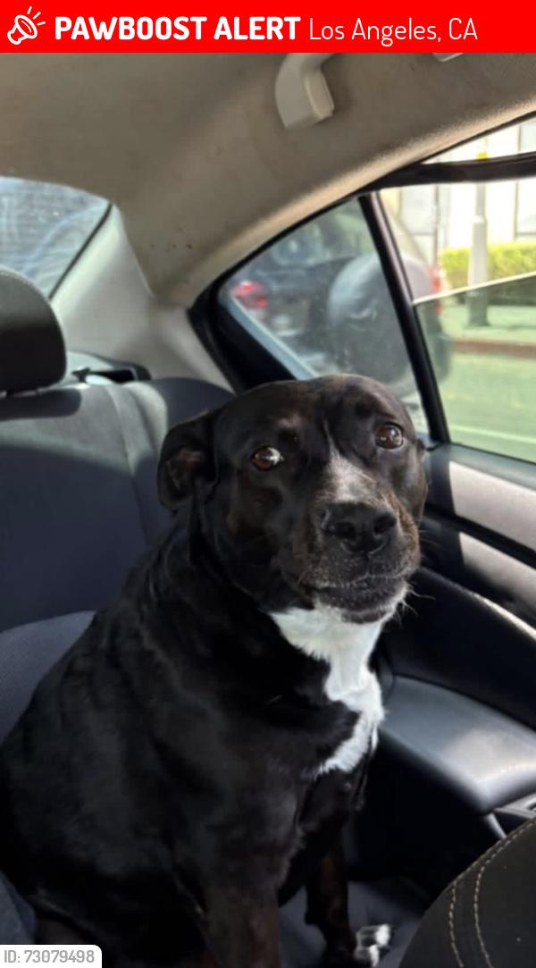 Lost Female Dog last seen 1st and Boyle, Los Angeles, CA 90033