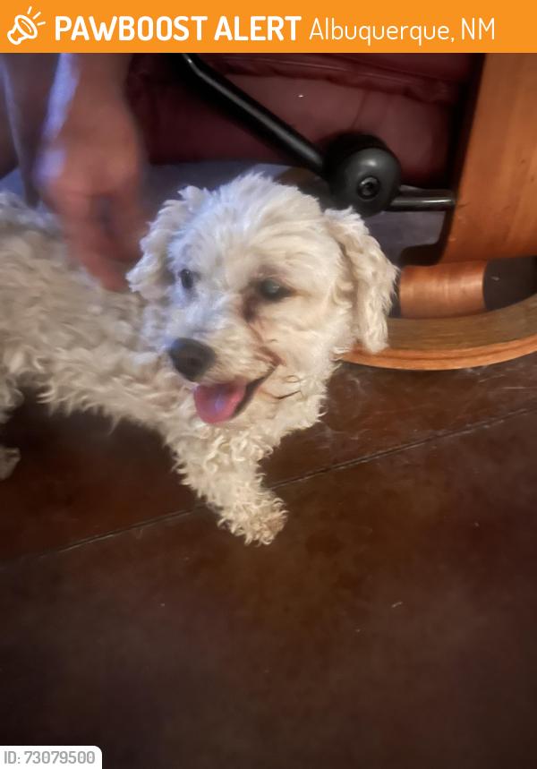 Found/Stray Female Dog last seen Columbus Park, Delamar and 12th street, Albuquerque, NM 87107