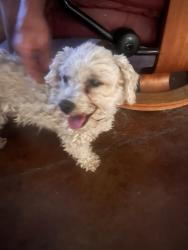 Found/Stray Female Dog last seen Columbus Park, Delamar and 12th street, Albuquerque, NM 87107