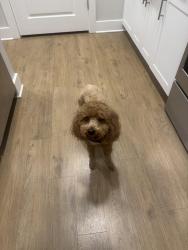 Reunited Male Dog last seen Jackson st - lawrenceville GA, Lawrenceville, GA 30046