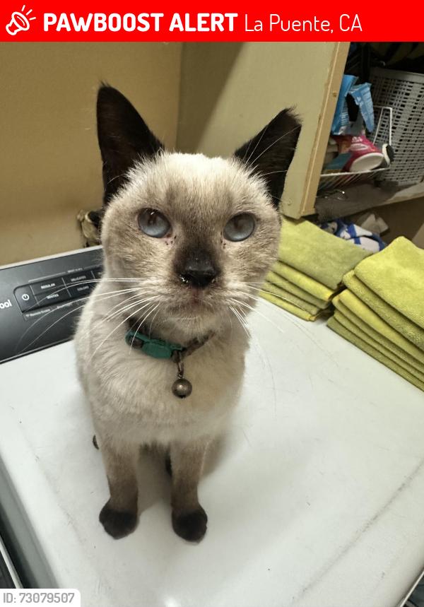 Lost Female Cat last seen Radway &Ector, La Puente, CA 91744
