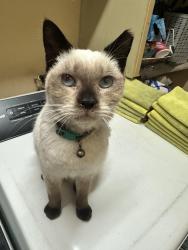 Lost Female Cat last seen Radway &Ector, La Puente, CA 91744