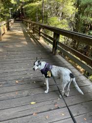 Reunited Male Dog last seen 136th avenue , San Leandro, CA 94578