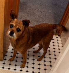 Lost Female Dog last seen Tyler Circle NE and 126th Ave. NE, Blaine, MN 55434