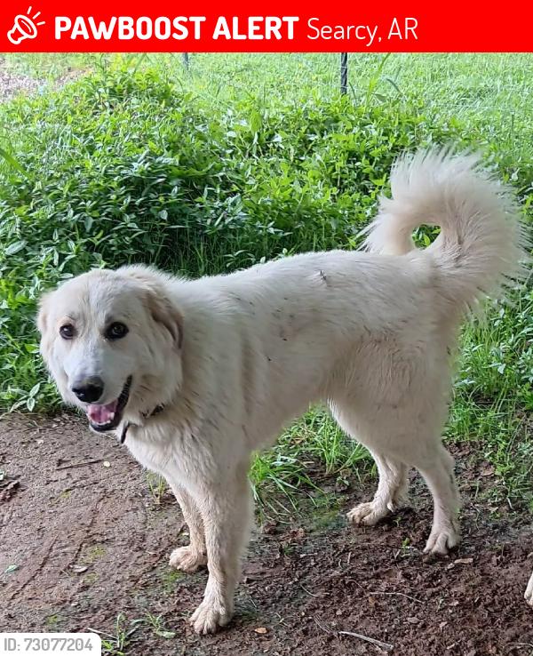 Lost Female Dog last seen Near block of Crosby Rd, White County, AR 72143