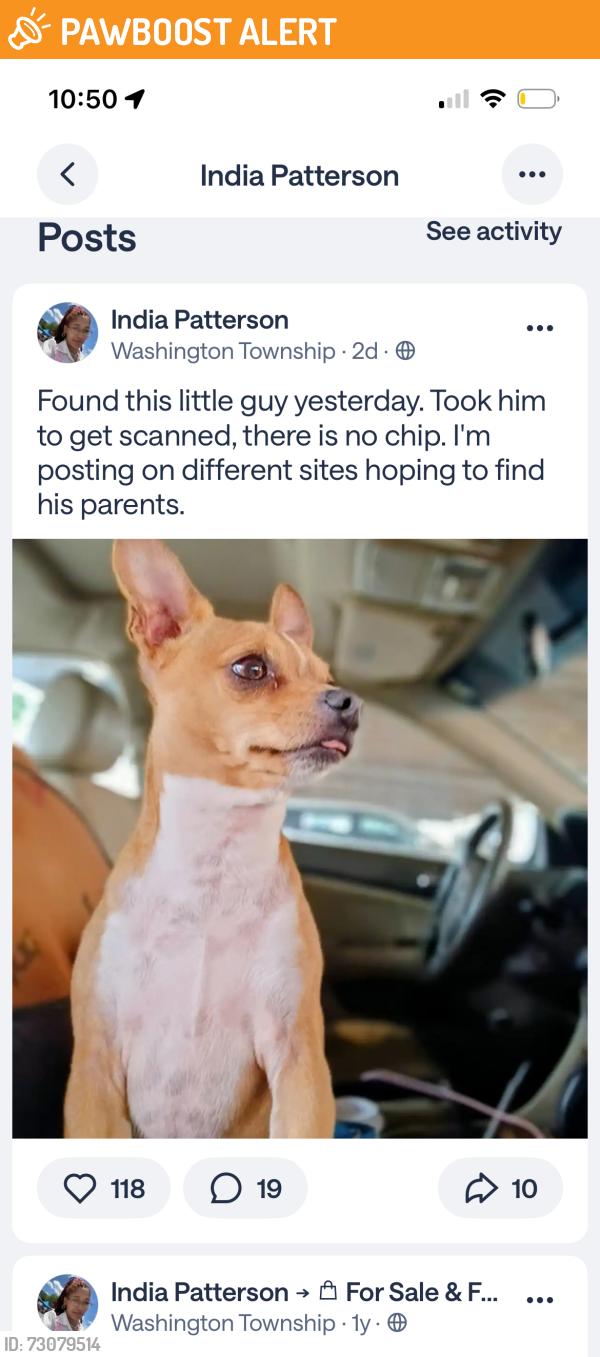 Found/Stray Unknown Dog last seen Grandview, Washington Township, MO 64506