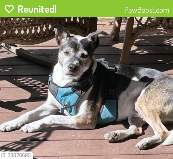 Reunited Male Dog last seen Willard Road, Red Hook, NY, Red Hook, NY 12571