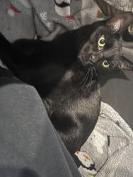 Lost Male Cat last seen Planet fitness, Dallas, TX 75243
