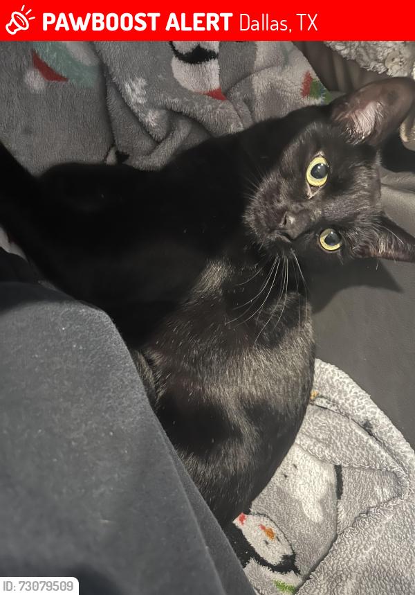 Lost Male Cat last seen Planet fitness, Dallas, TX 75243