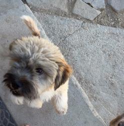 Reunited Male Dog last seen 17th street, Lancaster, CA 93534