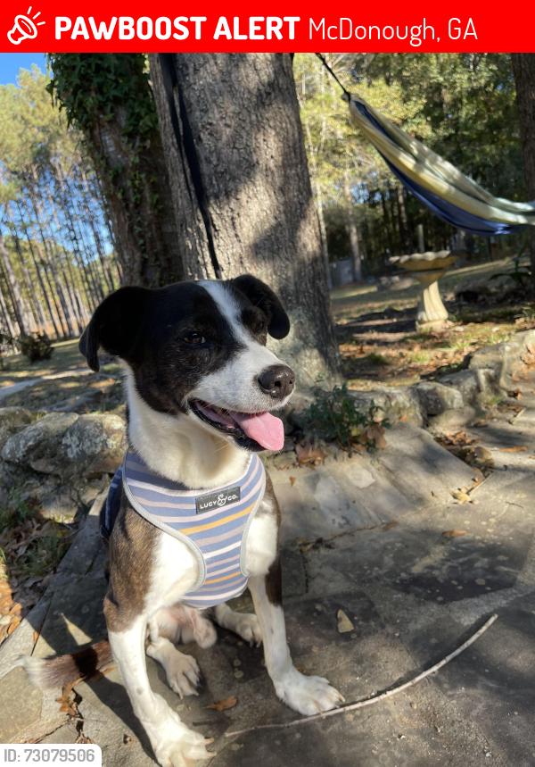 Lost Male Dog last seen Rockport Drive, Castlebar Way, Newcastle Vista, Brannan Rd, McDonough, GA 30253