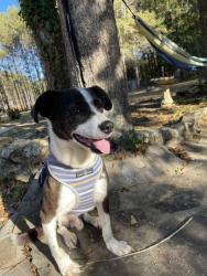 Lost Male Dog last seen Rockport Drive, Castlebar Way, Newcastle Vista, Brannan Rd, McDonough, GA 30253