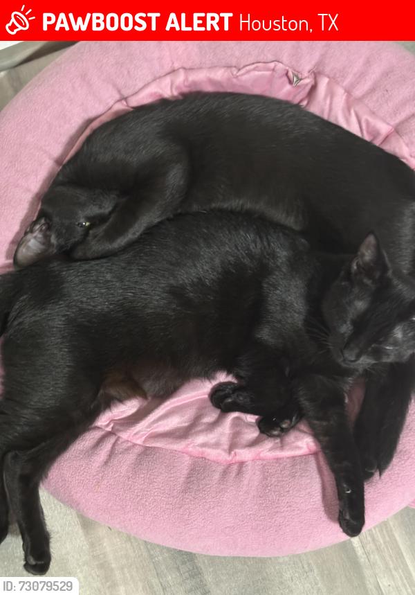 Lost Female Cat last seen Wunderlich drive, Houston, TX 77069