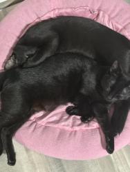 Lost Female Cat last seen Wunderlich drive, Houston, TX 77069