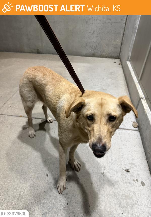 Found/Stray Unknown Dog last seen 13th and Ohio, Wichita, KS 67219