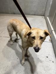 Found/Stray Unknown Dog last seen 13th and Ohio, Wichita, KS 67219