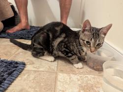 Found/Stray Unknown Cat last seen N Run Road, Glen Allen, VA 23060