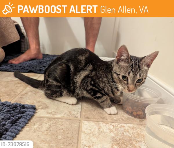 Found/Stray Unknown Cat last seen N Run Road, Glen Allen, VA 23060