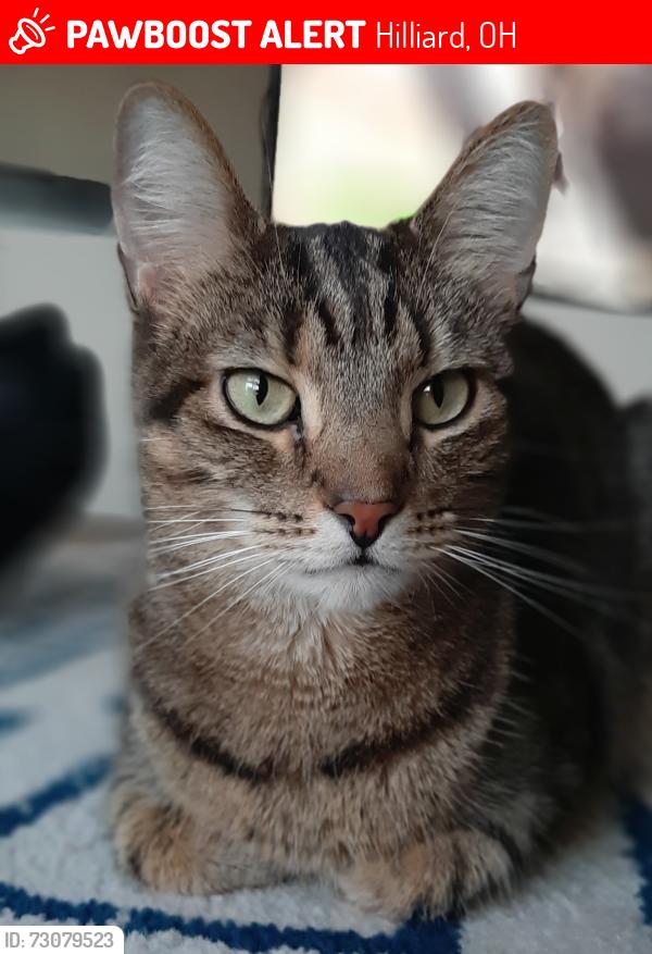 Lost Male Cat last seen Fishinger and Smiley, Hilliard, OH 43026