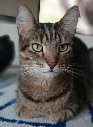 Lost Male Cat last seen Fishinger and Smiley, Hilliard, OH 43026