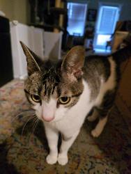 Reunited Female Cat last seen Carlisle Way and Kingfisher, Sunnyvale, CA 94087