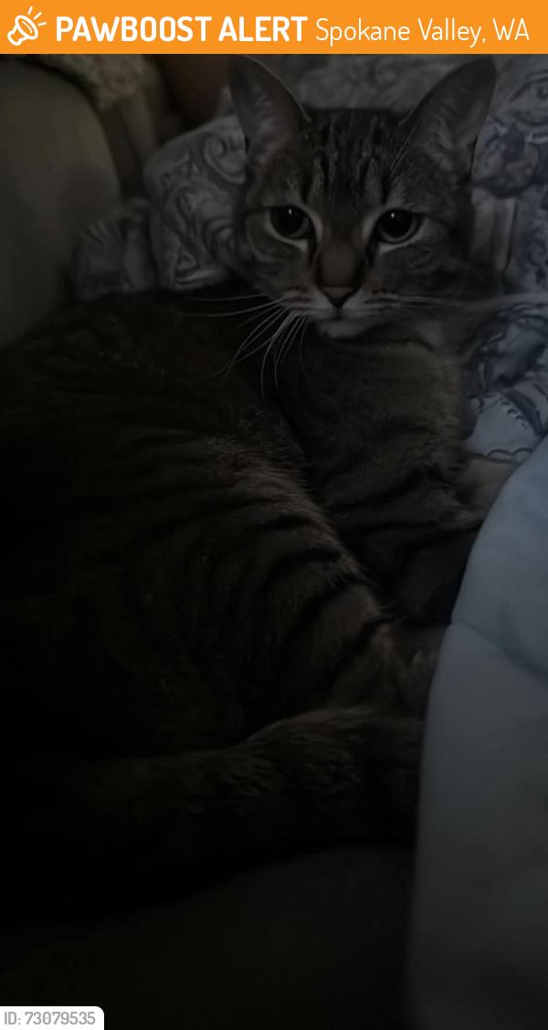 Found/Stray Female Cat last seen Sprague ave, Spokane Valley, WA 99037