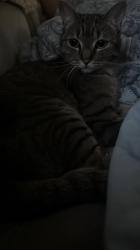 Found/Stray Female Cat last seen Sprague ave, Spokane Valley, WA 99037