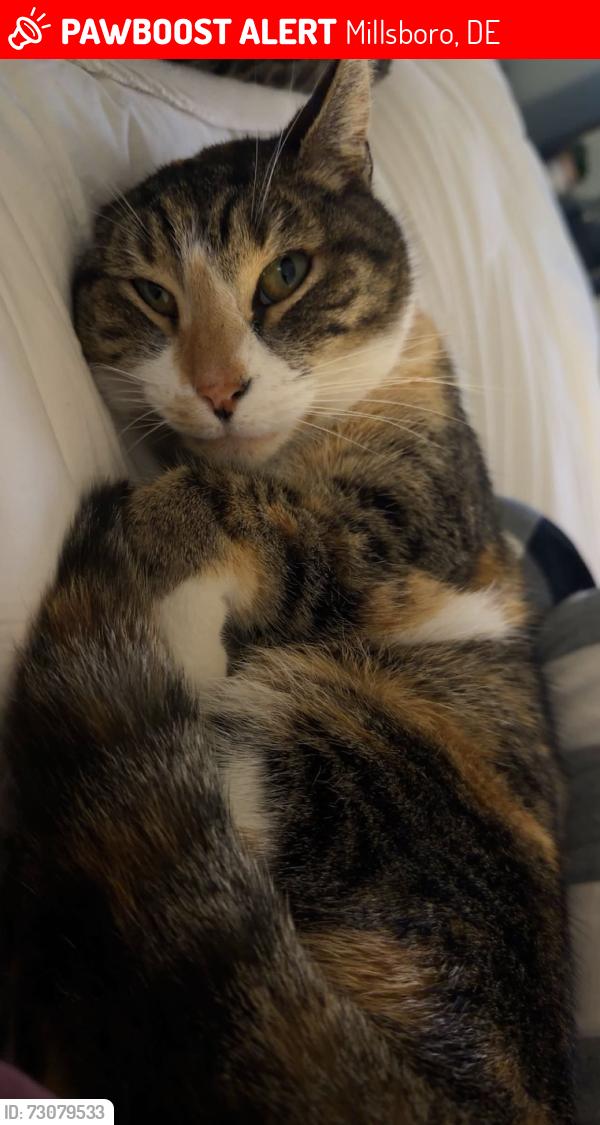 Lost Female Cat last seen near Harris teeter in longneck, Millsboro, DE 19966