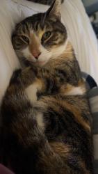 Lost Female Cat last seen near Harris teeter in longneck, Millsboro, DE 19966