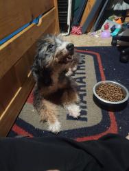 Reunited Female Dog last seen 39th Ave and Martin Luther King Drive , Gary, IN 46409
