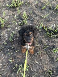 Reunited Male Dog last seen CR 2700, Independence, KS 67301