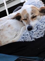 Lost Female Dog last seen Stolen from hosp. Multiple witnesses a and security footage, Gainesville, FL 32608
