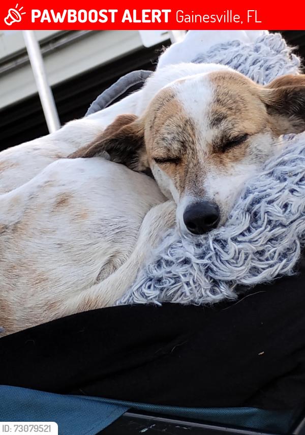 Lost Female Dog last seen Stolen from hosp. Multiple witnesses a and security footage, Gainesville, FL 32608