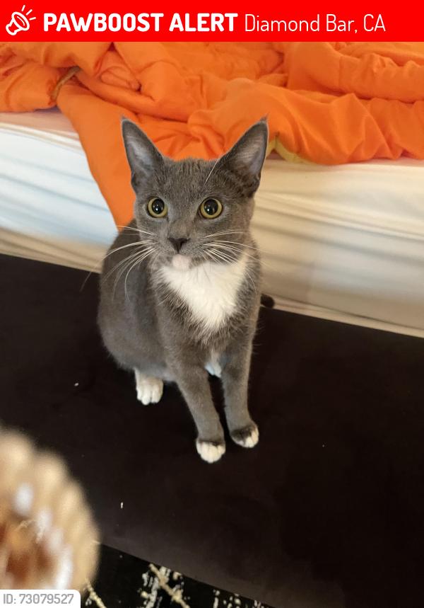 Lost Male Cat last seen 우리집, Diamond Bar, CA 91765