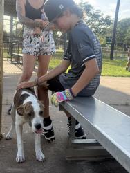 Found/Stray Unknown Dog last seen Runge park, Santa Fe, TX 77517