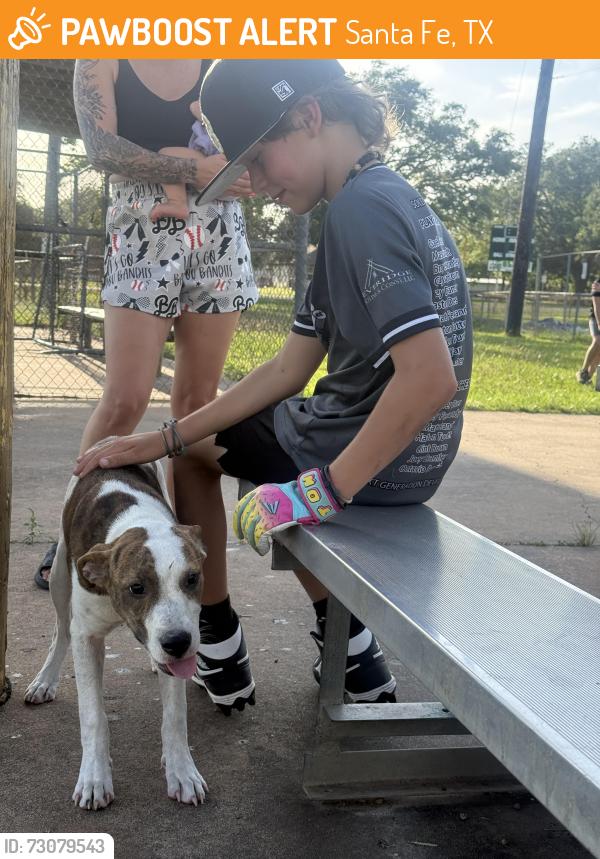 Found/Stray Unknown Dog last seen Runge park, Santa Fe, TX 77517