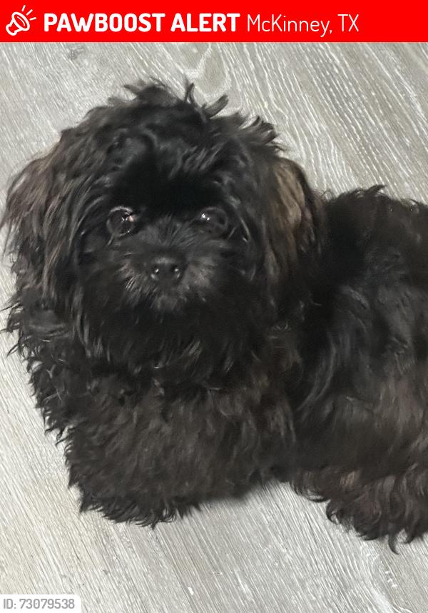 Lost Male Dog last seen S Mcdonald St, McKinney, TX 75069