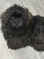 Lost Male Dog last seen S Mcdonald St, McKinney, TX 75069