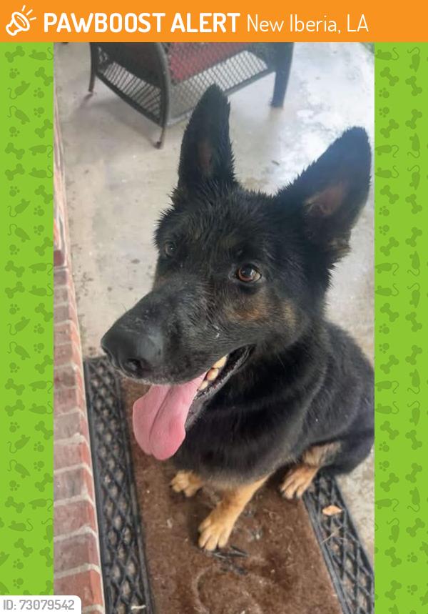 Found/Stray Male Dog last seen Lake Peigneur Rd & Rip Van Winkle Rd, New Iberia, LA 70560