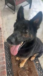 Found/Stray Male Dog last seen Lake Peigneur Rd & Rip Van Winkle Rd, New Iberia, LA 70560