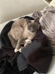 Lost Female Cat last seen Curbaril ave, half a mile down from the Walgreens, Atascadero, CA 93422