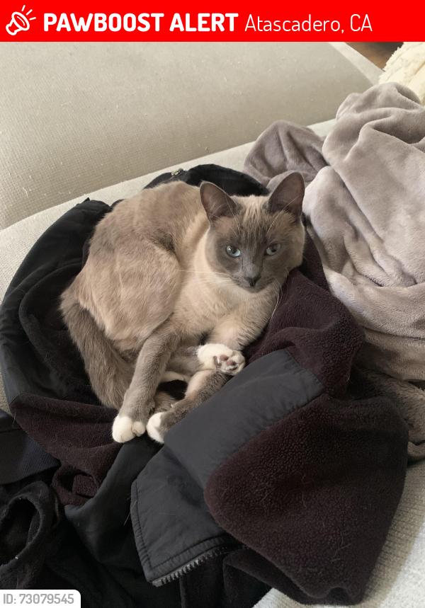 Lost Female Cat last seen Curbaril ave, half a mile down from the Walgreens, Atascadero, CA 93422