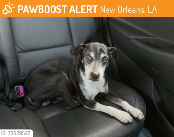 Found/Stray Male Dog last seen Paris Ave & Harrison Ave, New Orleans, LA 70122